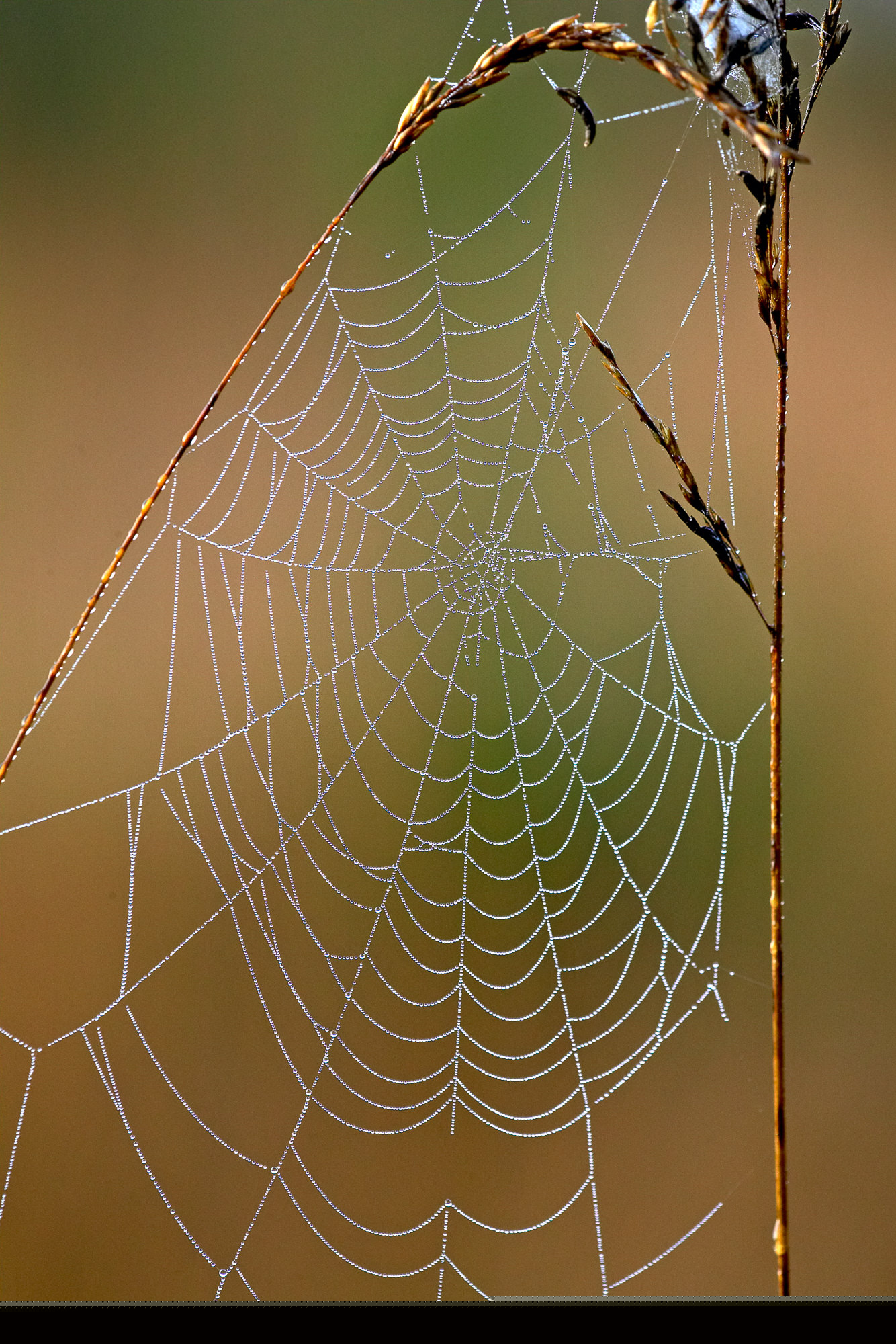 Dew drops on the spider's web